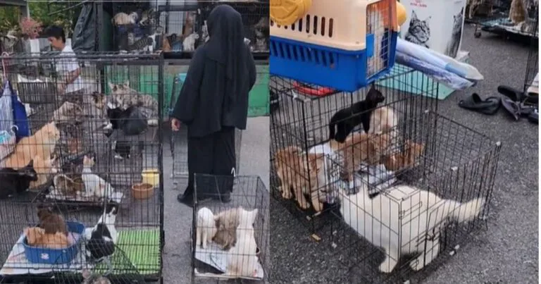 Angkut 100 Ekor Kucing Kesayangan Berpindah Sewa Lori, ‘Owner’ Dipuji Wargamaya!