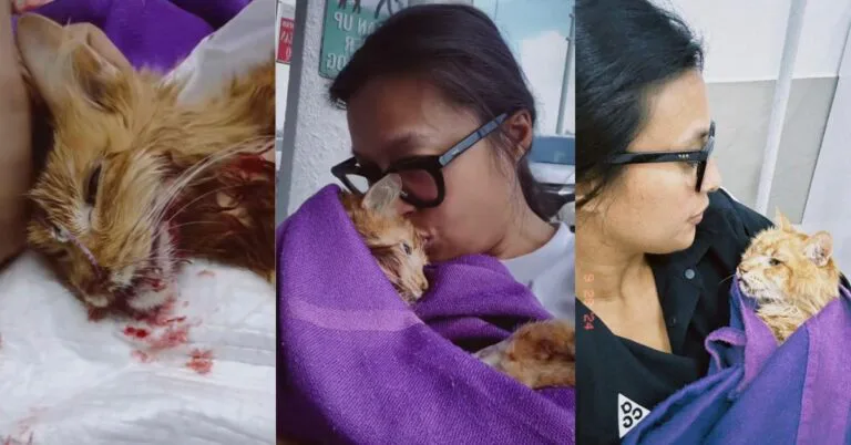 Kucing Nabila Huda Mati, Hidap Penyakit Buah Pinggang Tahap 4, “Aoki Dah Tak Ada”