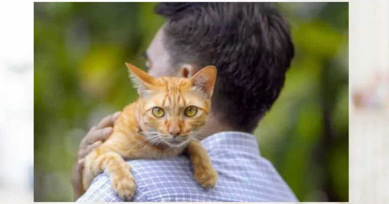 Isteri Heret Suami Ke Mahkamah Sebab Terlampau Lebihkan Kucing