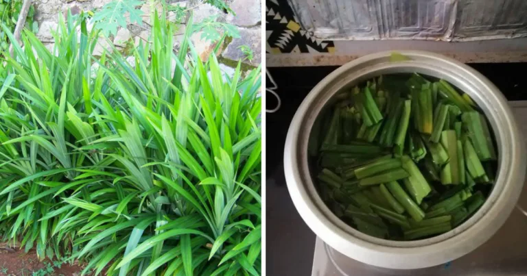 Petua Turunkan Kadar Gula dan Kolestrol Serta Gout, Lelaki Ini Guna Bahan Ni Aje