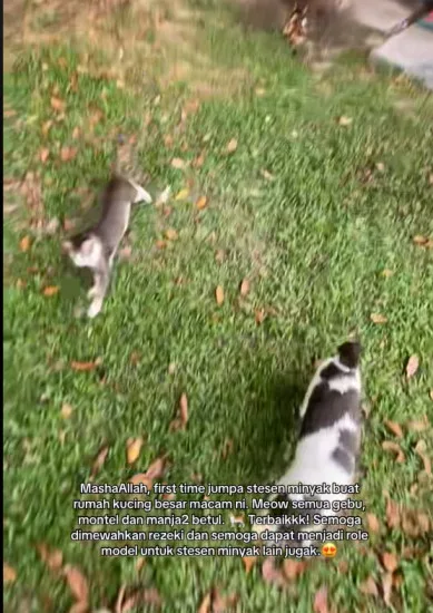 Stesen Minyak Bina Rumah Untuk Kucing Jalanan, Semua Anak Bulus Comel, Gebu Dan Sihat