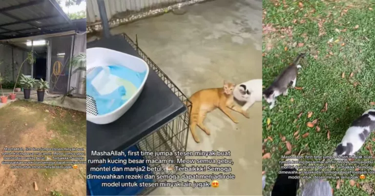 Stesen Minyak Bina Rumah Untuk Kucing Jalanan, Semua Anak Bulus Comel, Gebu Dan Sihat