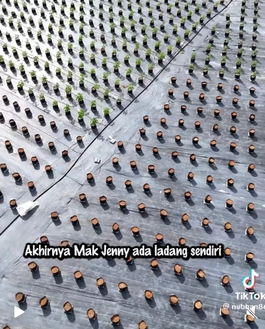 Nubhan Buka Ladang Empat Ekar, Mak Jenny Dah Boleh Buat Banyak Sambal Tempoyak Daun Kayu