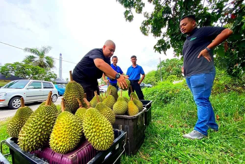 Musang King RM20 Sekilogram Kurang Dapat Sambutan, Ramai Berkira-kira Nak Berbelanja