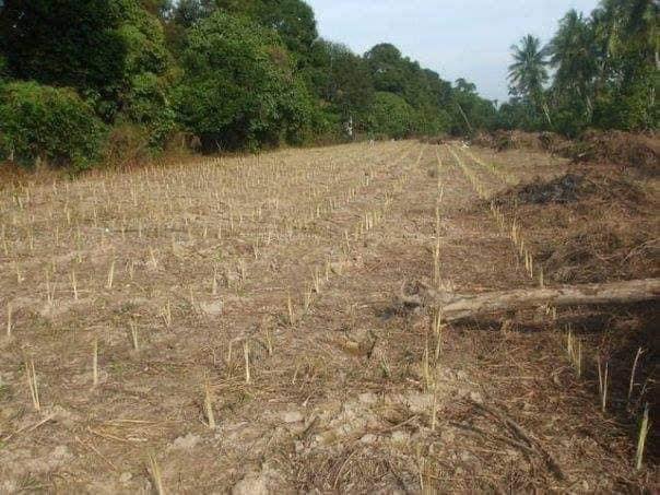 Buat Rumah Lebih RM600k Untuk Mak Hasil Tanam Serai Tanpa ‘Loan’ Guna Duit Tunai