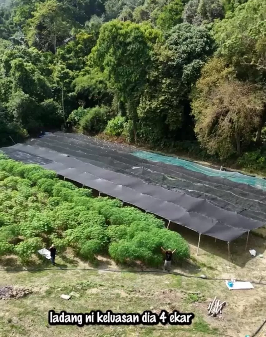 Nubhan Buka Ladang Empat Ekar, Mak Jenny Dah Boleh Buat Banyak Sambal Tempoyak Daun Kayu