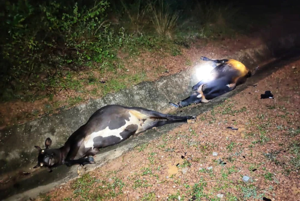 Tragedi Bayi 11 Bulan Maut: Kereta Rempuh Lembu di Jalan Kerayong–Simpang Kepayang