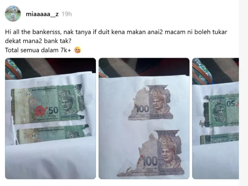 Tukar Duit Rosak BNM: Duit Dimakan Anai-Anai, Masih Boleh Tebus Di Bank?