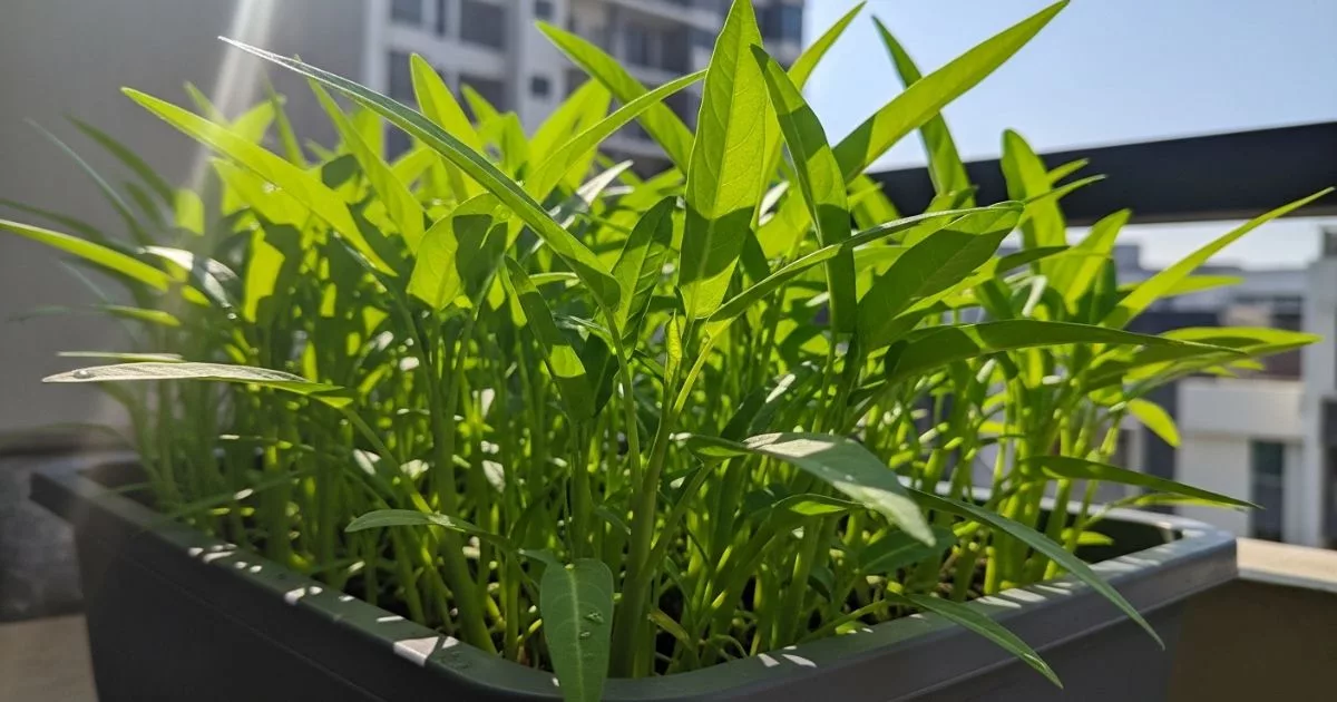 10 Sayur Mudah Tanam Di Rumah, Ruang Kecil Pun Cepat Dapat Hasil