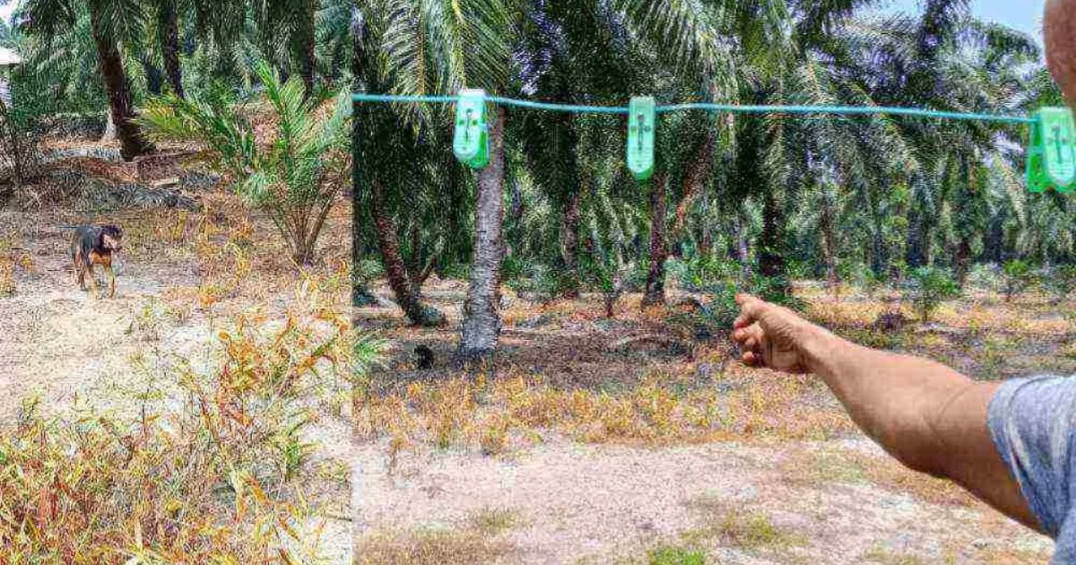 “Hentikan Spekulasi, Hormati Keluarga Kami”, Bapa Saudara Nur Haira Nafi Anjing Milik Datuk